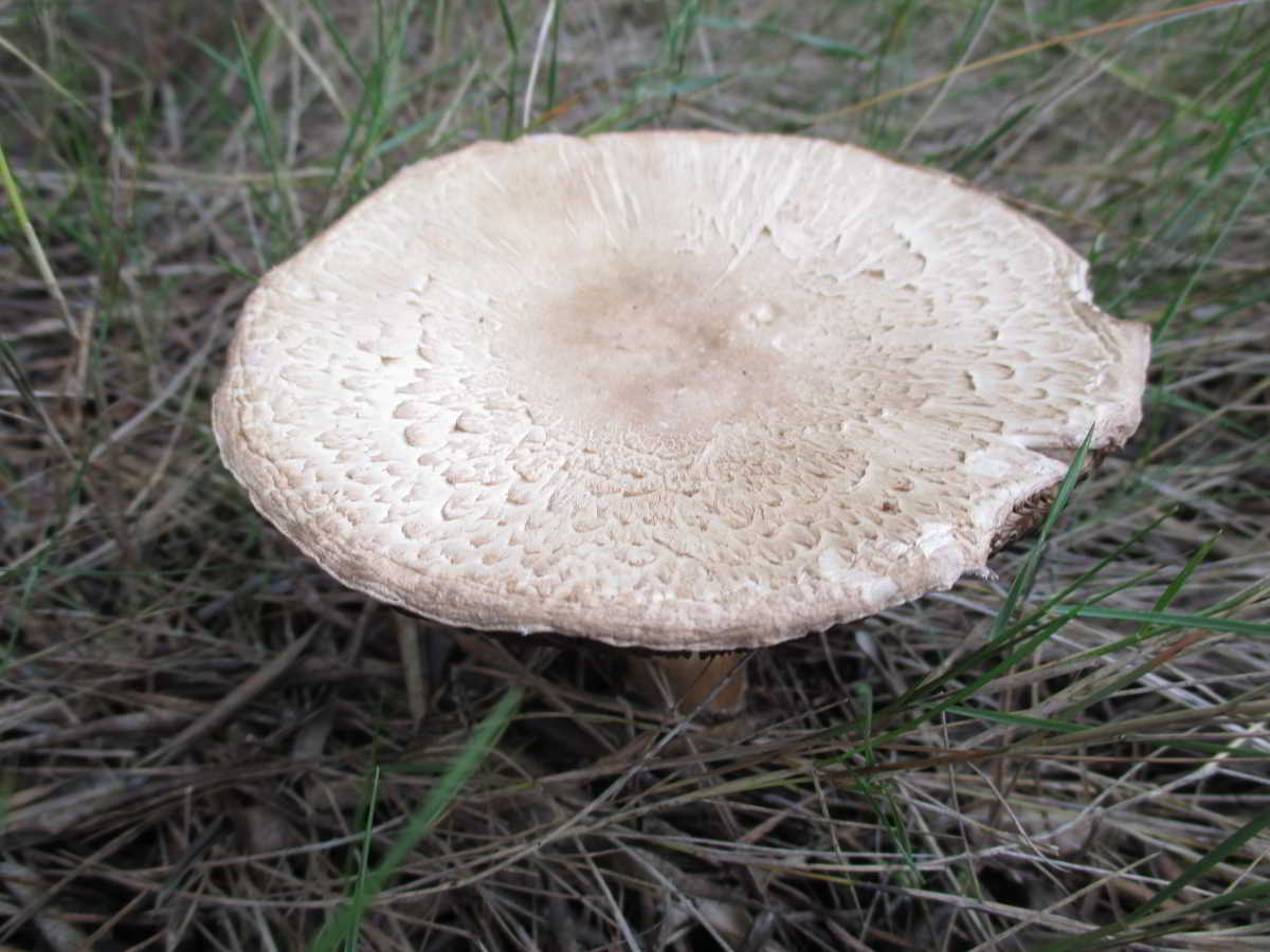 icon-0-Bola-de-Neu-Anisada-Agarikon-Arvensis.jpg