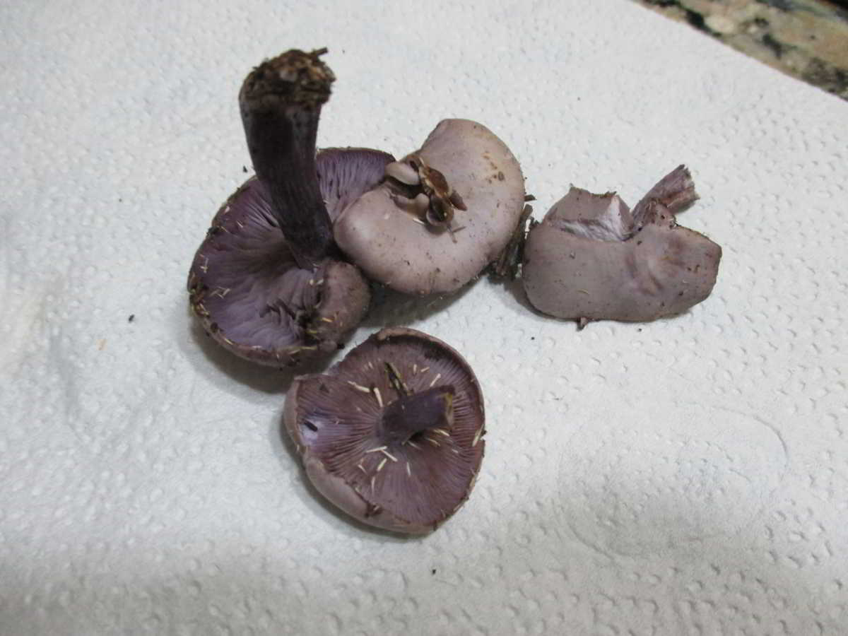 icon-01-Pimpinella-Morada.jpg