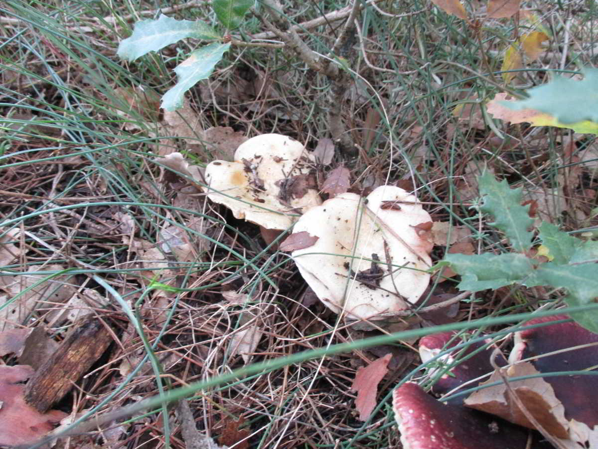 icon-01-Rovellons-Lactarius-Deliciosus.jpg