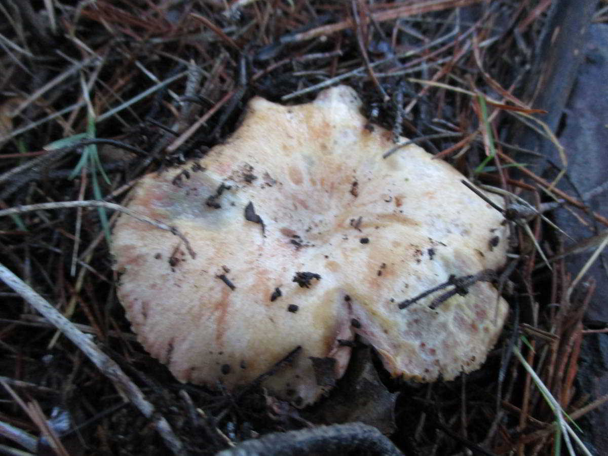 icon-03-Lactarius-Pinetell-Rovello.jpg