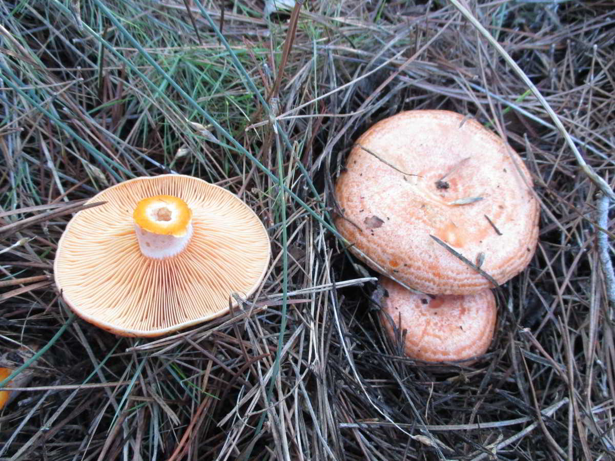icon-04-Rovellons-Lactarius-Deliciosus.jpg