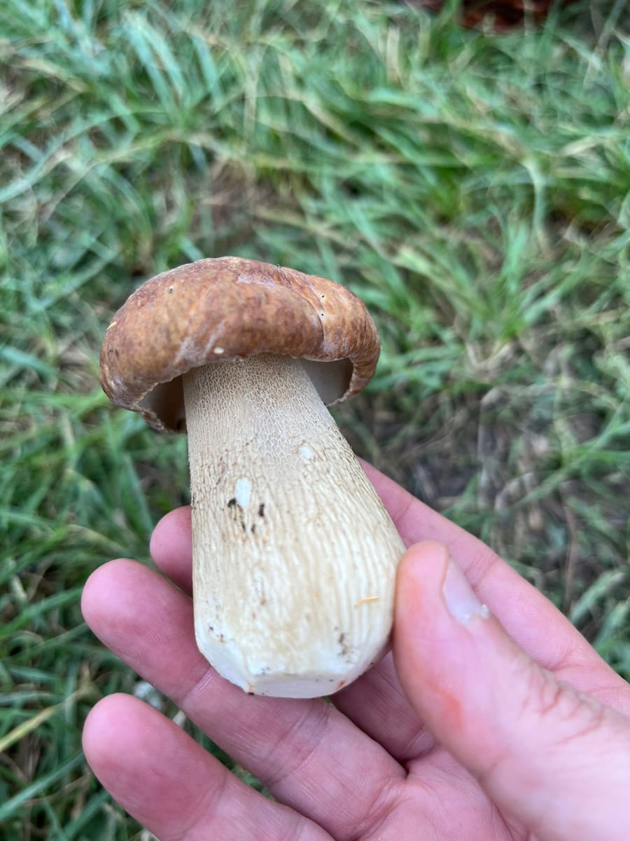 icon-00-Cep-Boletus-Edulis-01.jpeg