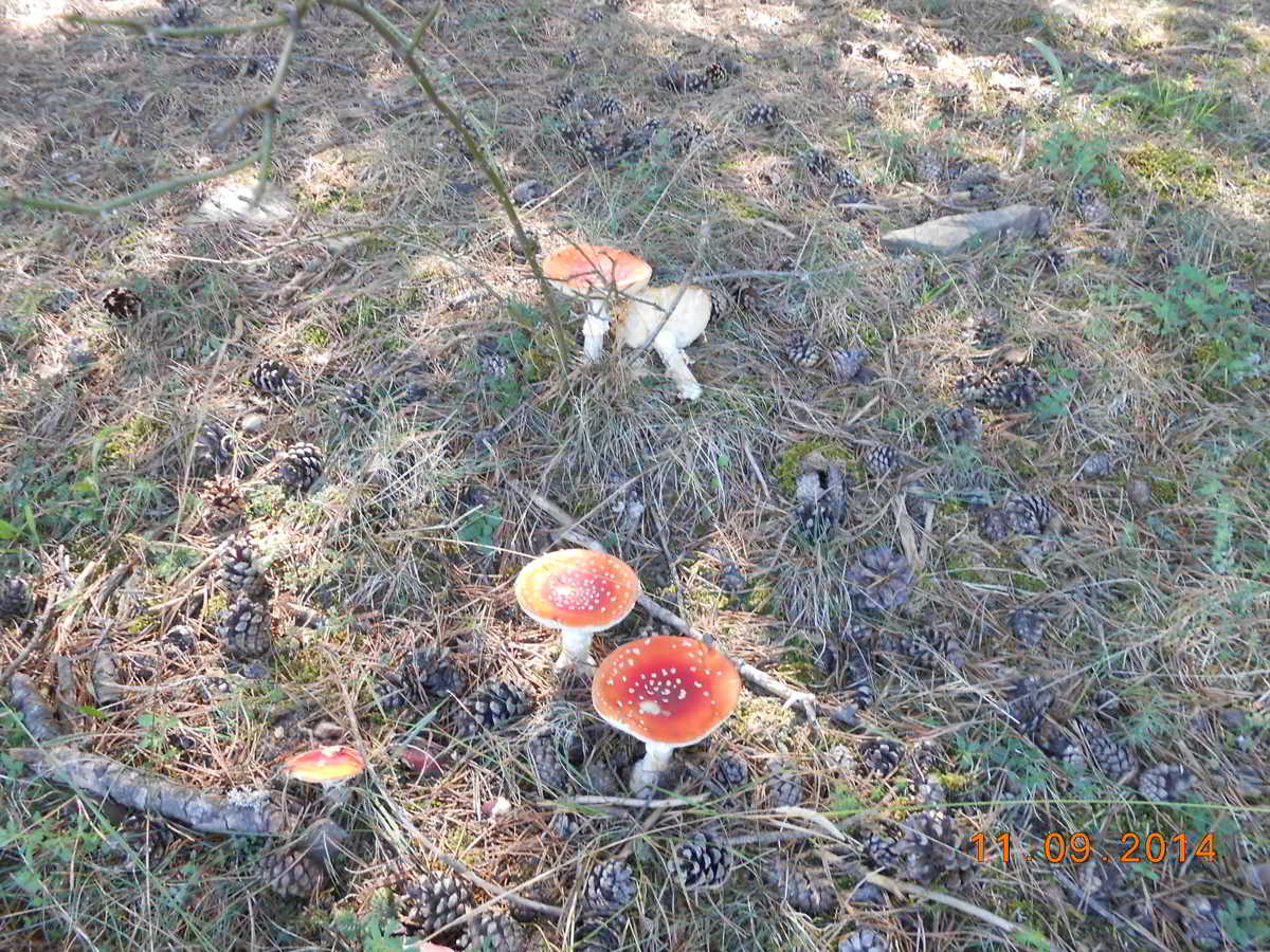 icon-02-Amanita-Muscaria-Reig-Bord.jpg