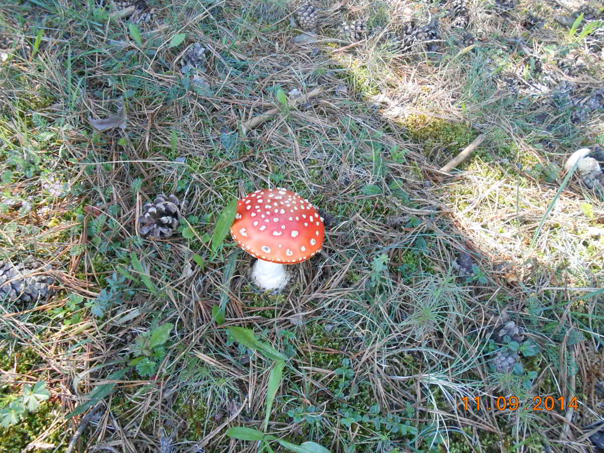 icon-03-Amanita-Muscaria-Reig-Bord.jpg