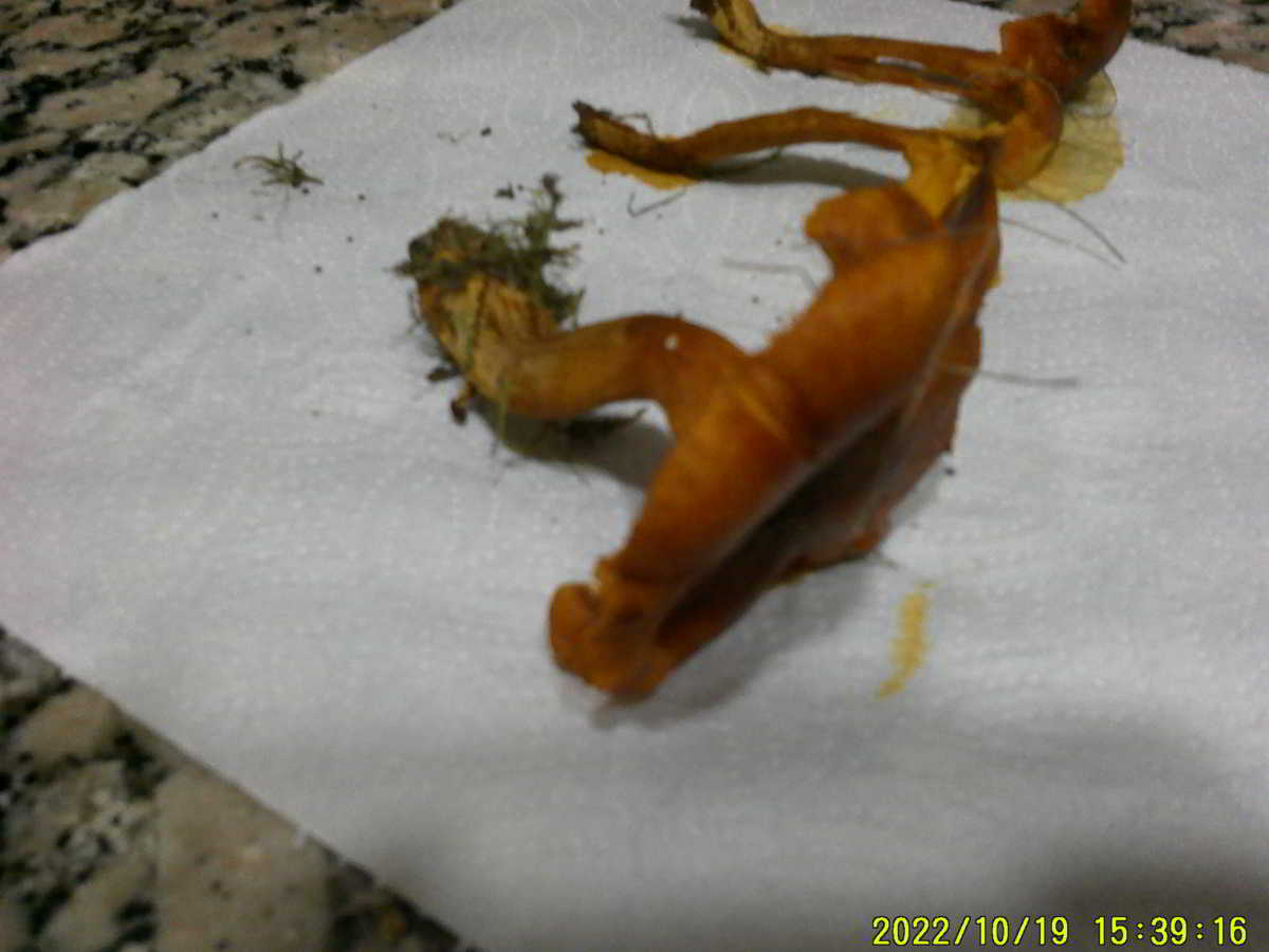 icon-00-Lleterola-de-Peu-Pelut-3.jpg
