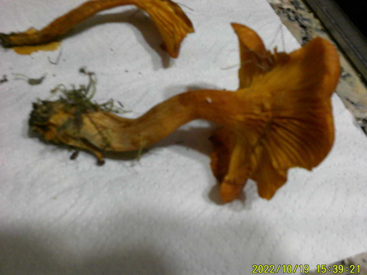 icon-00-Lleterola-de-Peu-Pelut-4.jpg
