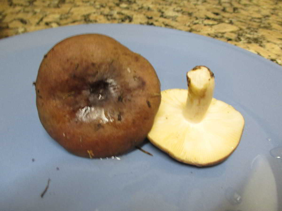 icon-0-Llora-Russula-Cyanoxantha.jpg