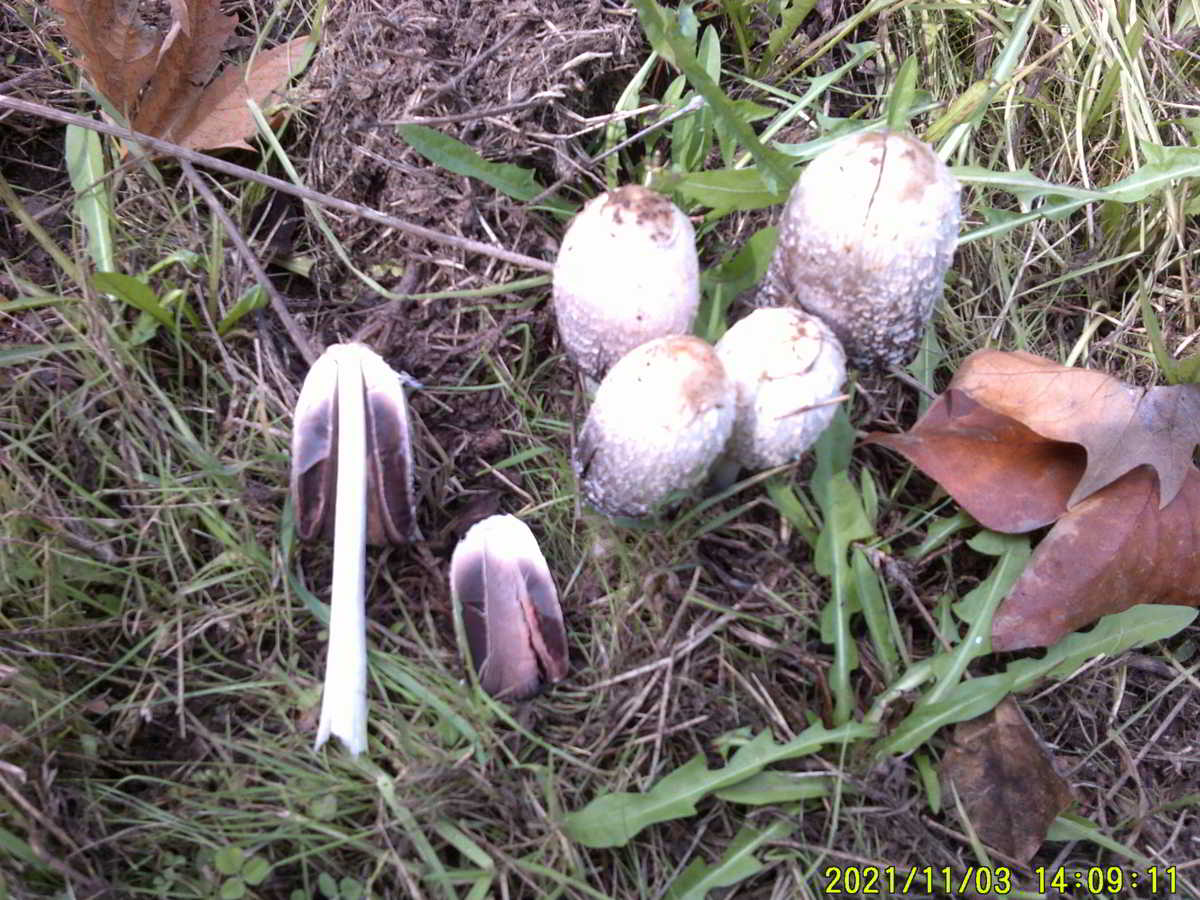 icon-0-Bolets-de-Tinta-Tallats.jpg