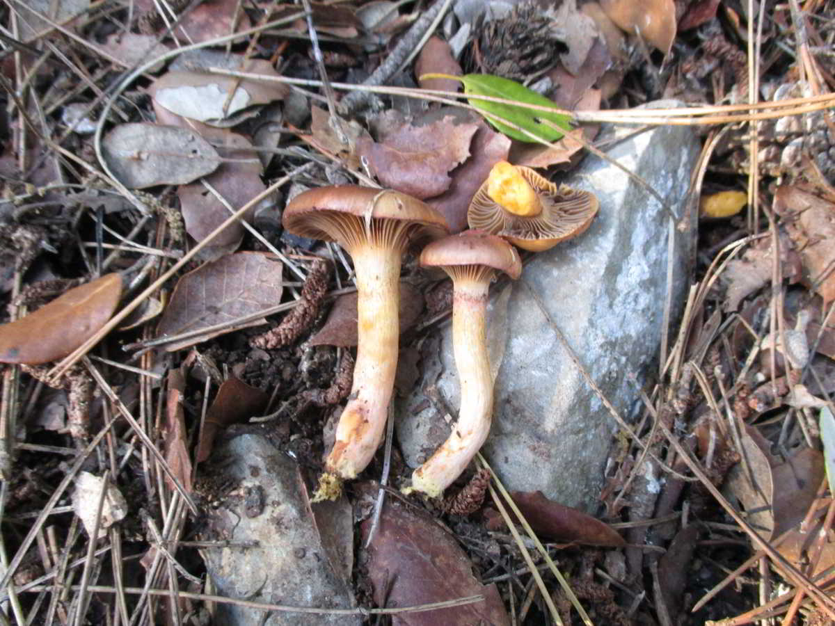 icon-00-Cama-de-Perdiu-~-Chroogomphus-Rutilus-02.jpg