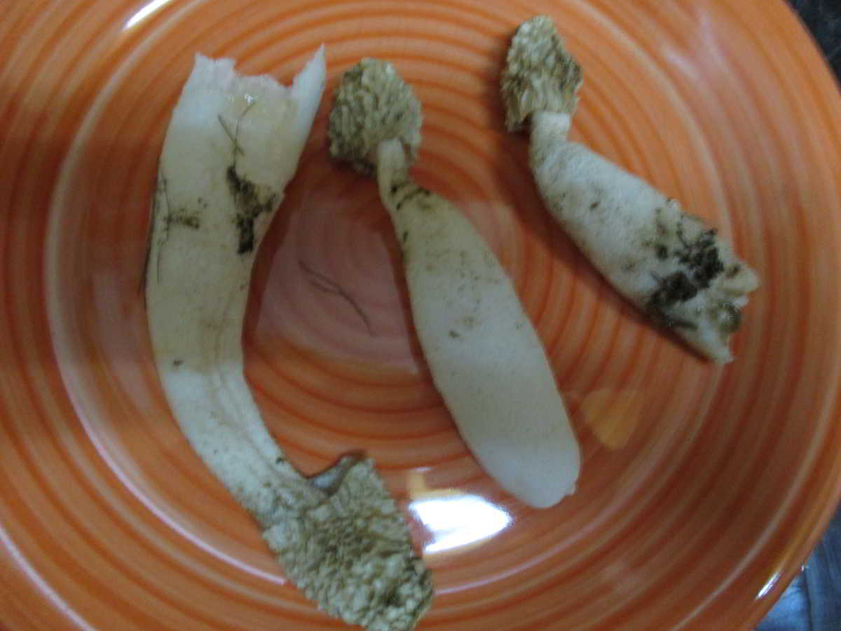 icon-01-Phallus-Herbarius-Ou-del-Diable.jpg