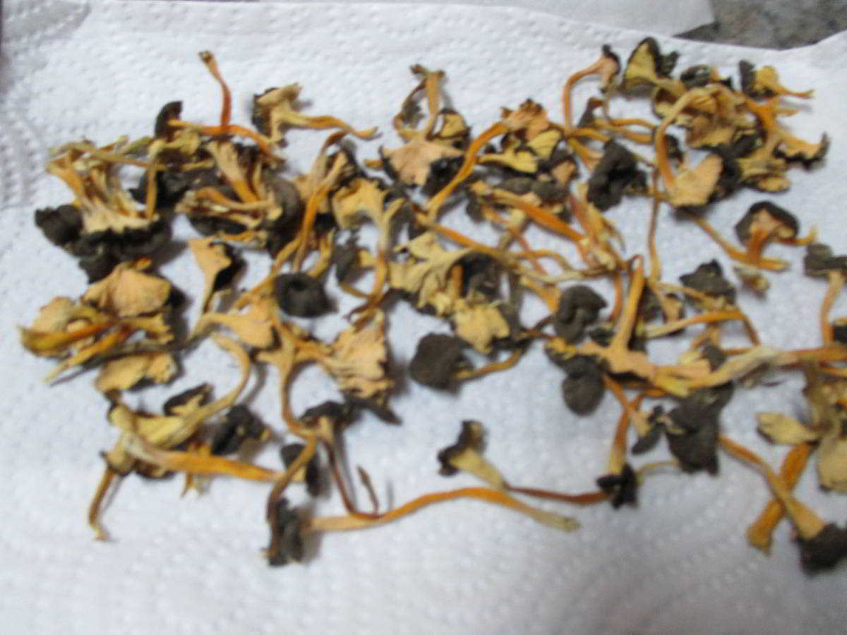 icon-0-Camagrocs-Secs.jpg