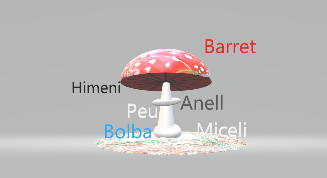 icon-1-Identificar-les-Parts-d'un-Bolet.png