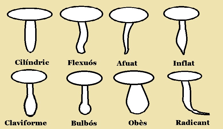 icon-00-Dibuixos-de-les-Formes-dels-Peus-dels-Bolets-Agarics.jpeg